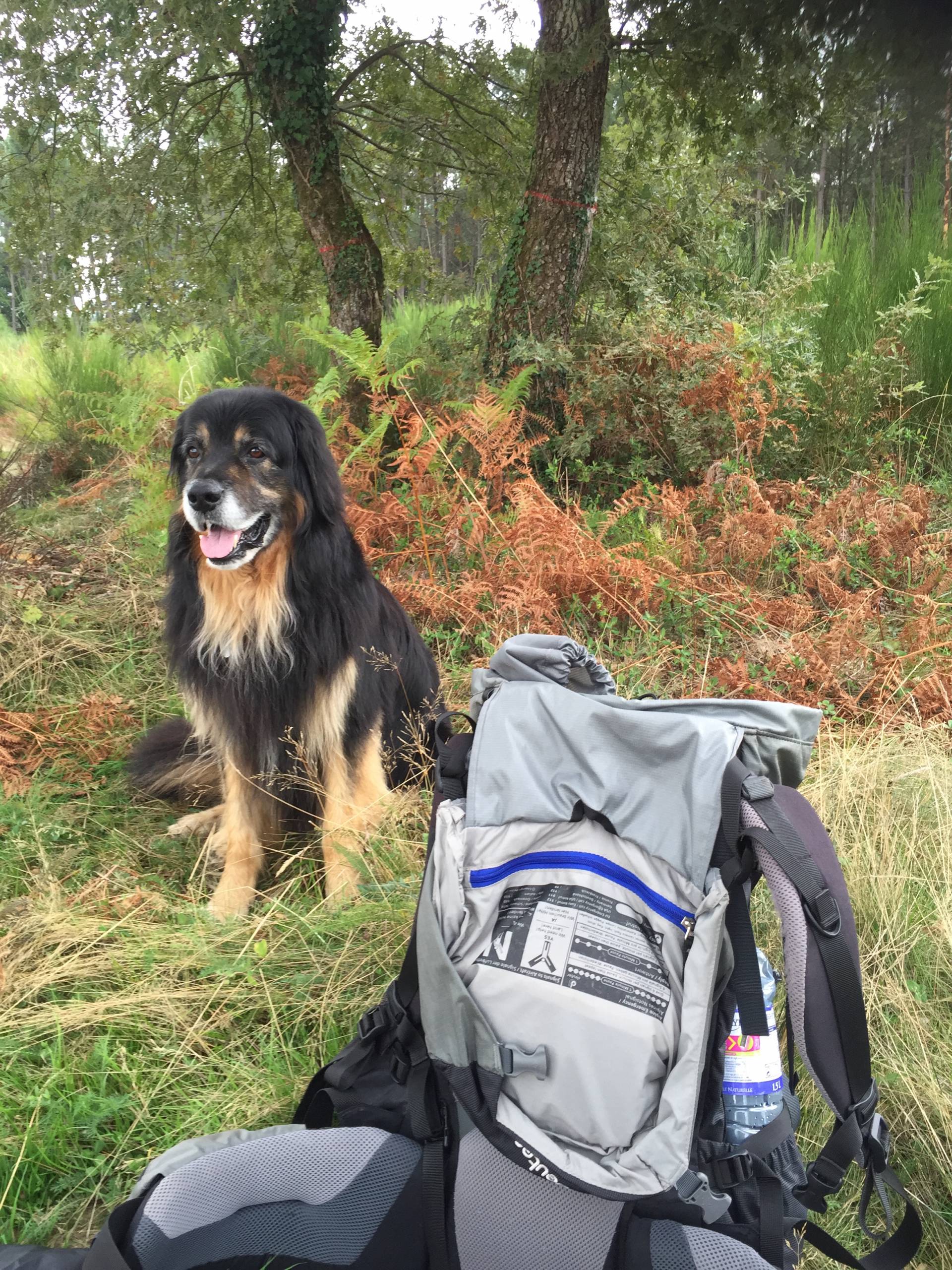 Hund im Wald sitz neben Wanderrucksack