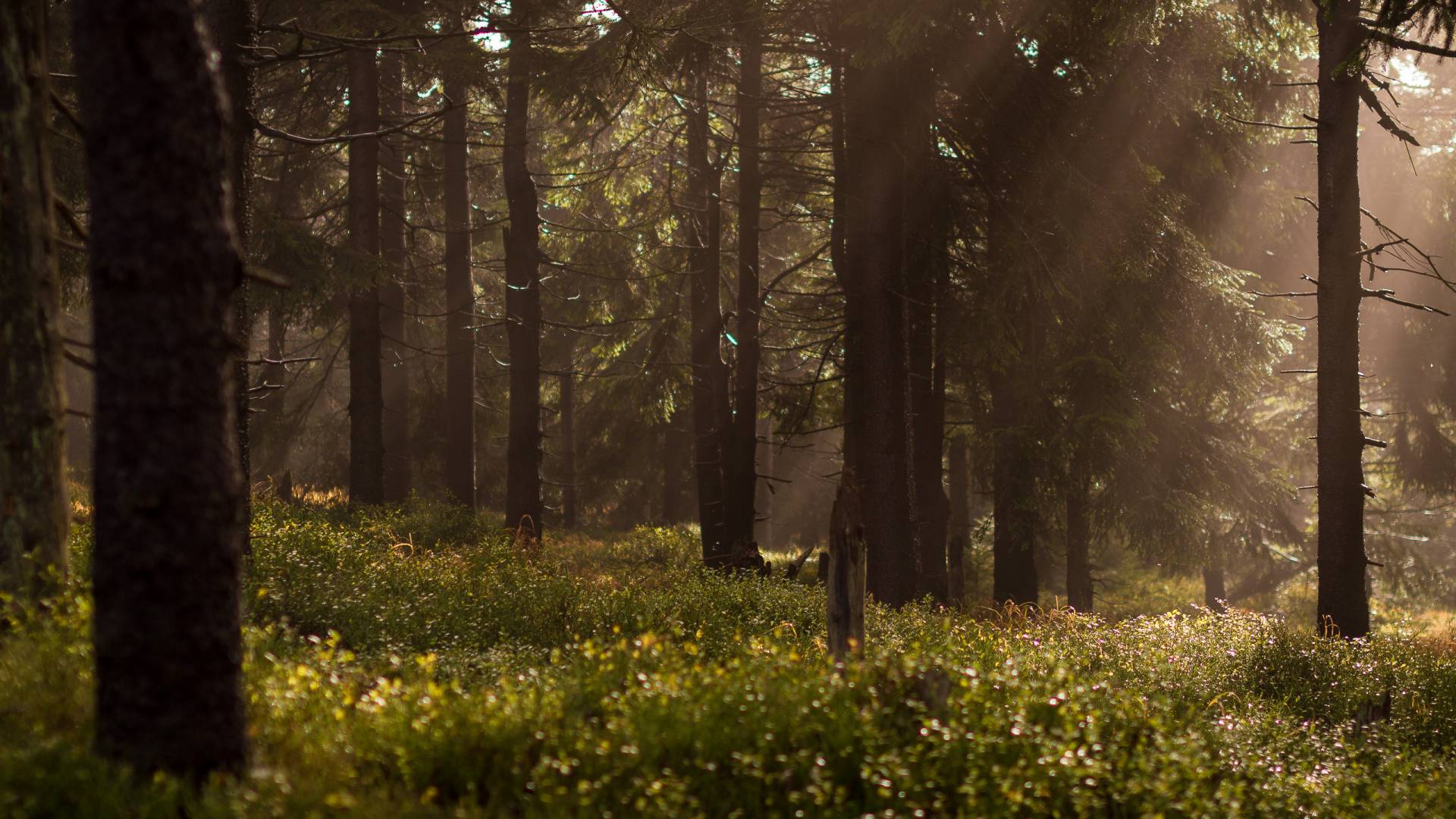 Waldlichtung in Freudenstadt im Schwarzwald