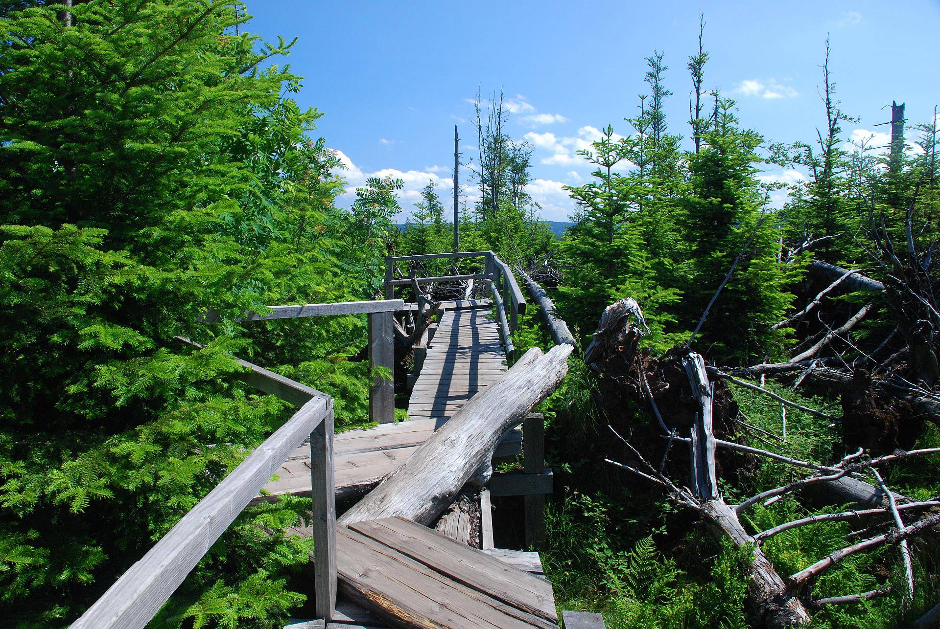 Baumwipfelpfad im Schwarzwald bei Sonnenschein