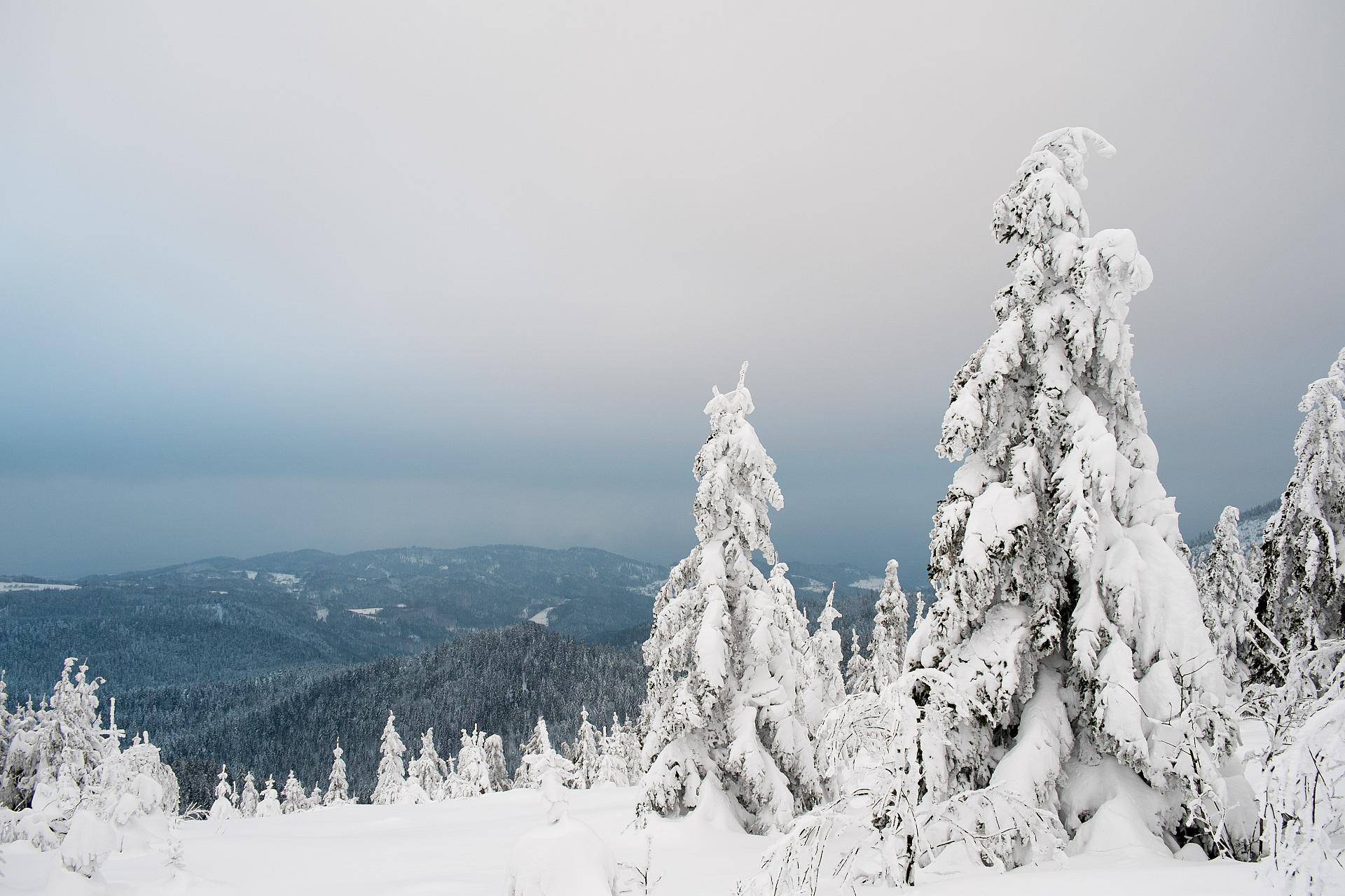 Schwarzwaldtannen mit Schnee bedeckt