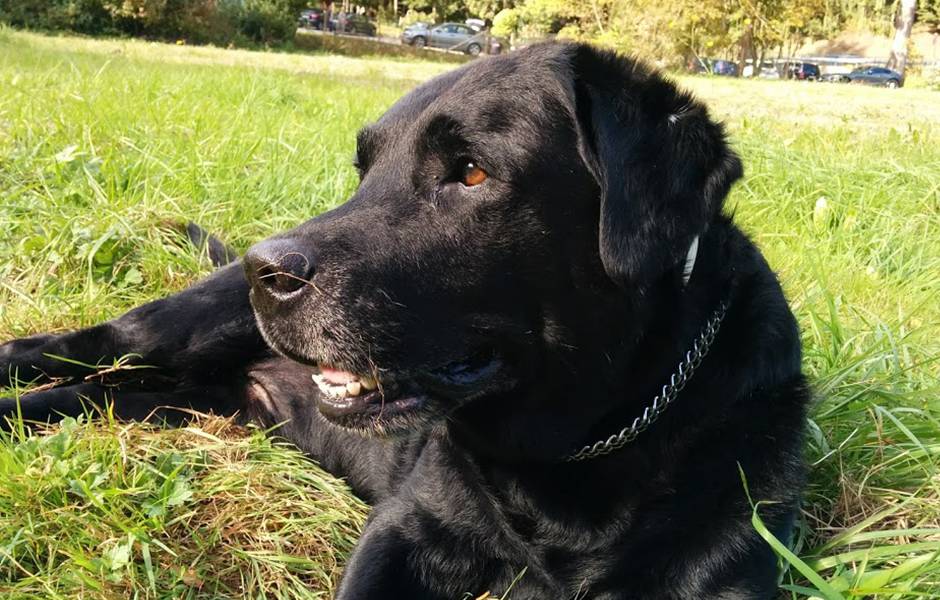 Paradies für vier Pfoten - Hotel Langenwaldsee