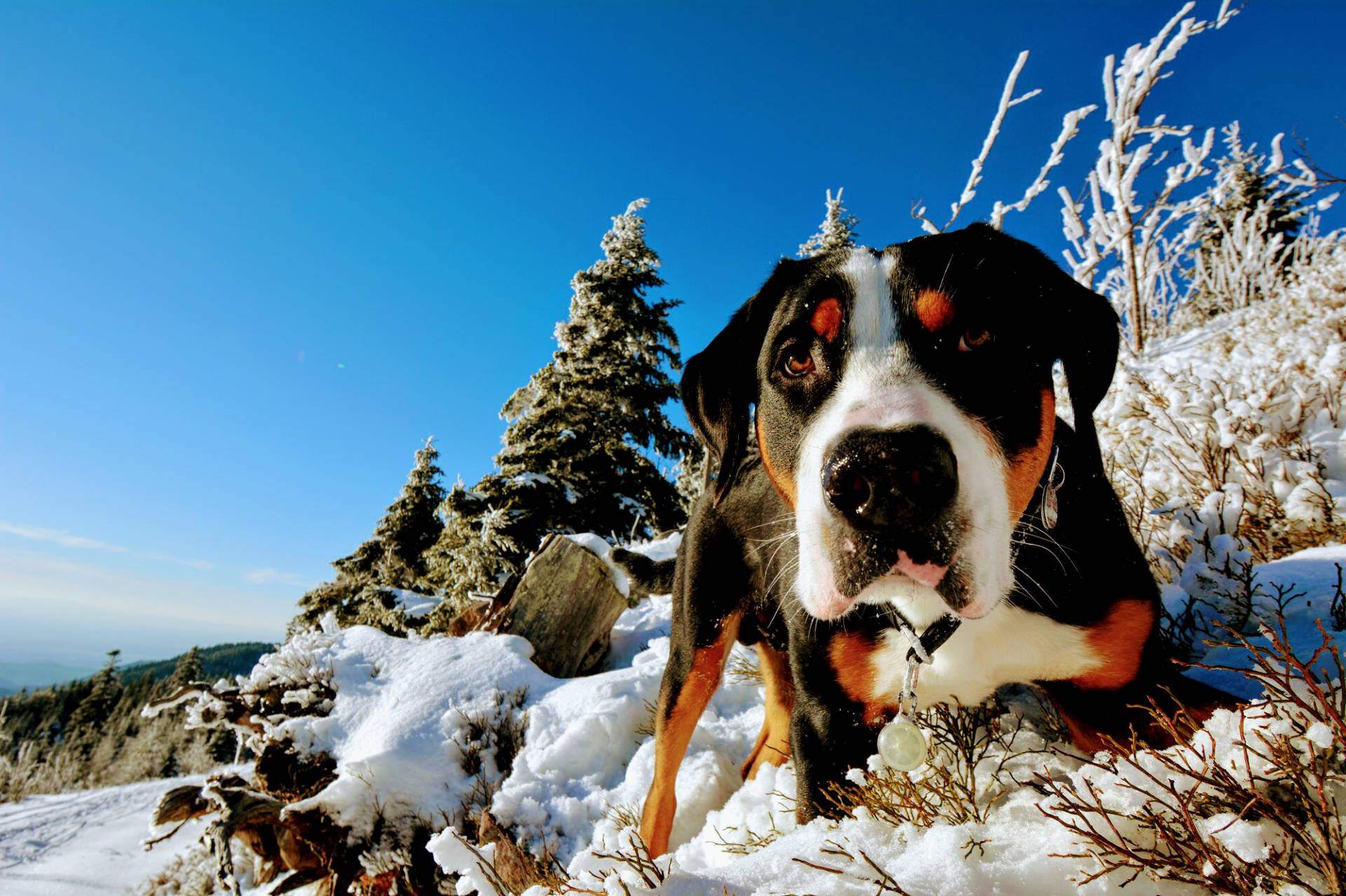 Gemeinsam in der Natur: Aktiv im Kurzurlaub mit Hund - Hotel Langenwaldsee