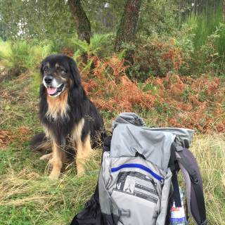 Hund im Wald sitz neben Wanderrucksack