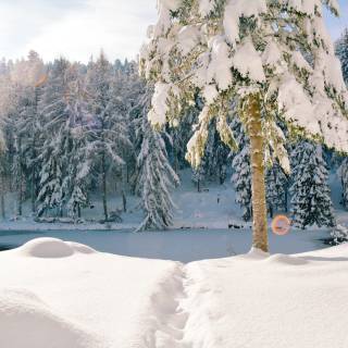 Schnee im Schwarzwald