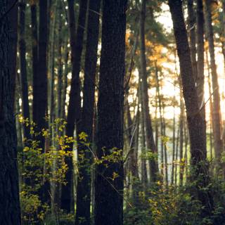 Sonne zwischen Baumstämmen im Wald