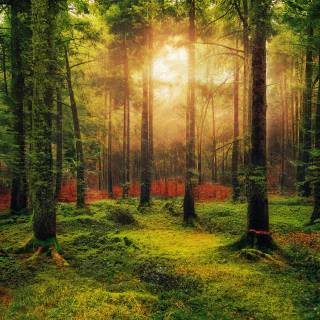 Sonnenuntergang durch die Baumstämme im Wald