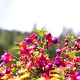 Pinke Blüten