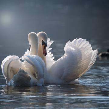 Schwäne kuscheln auf den See