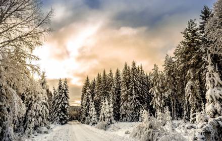 verschneiter Schwarzwald