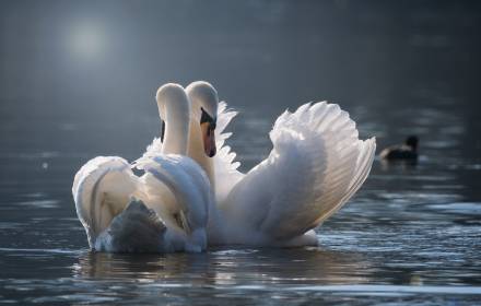 Schwäne kuscheln auf den See