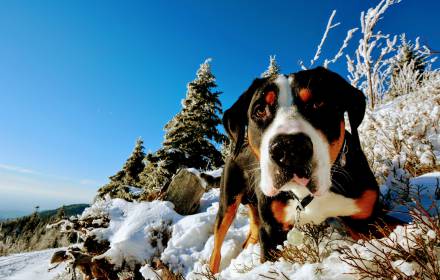 Gemeinsam in der Natur: Aktiv im Kurzurlaub mit Hund - Hotel Langenwaldsee
