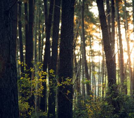 Sonne zwischen Baumstämmen im Wald