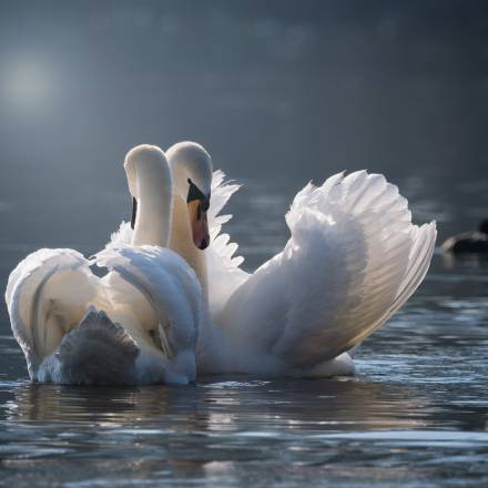 Schwäne kuscheln auf den See