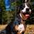 Hotelhund Guapo im Schwarzwald