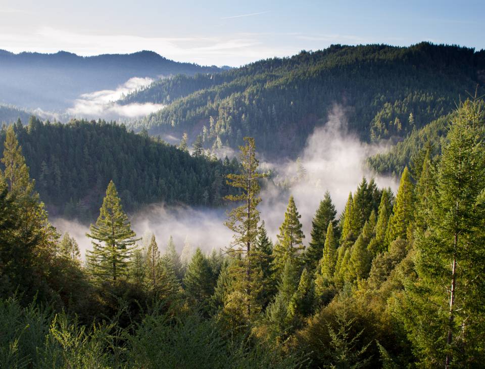 Nebel im Südschwarzwald