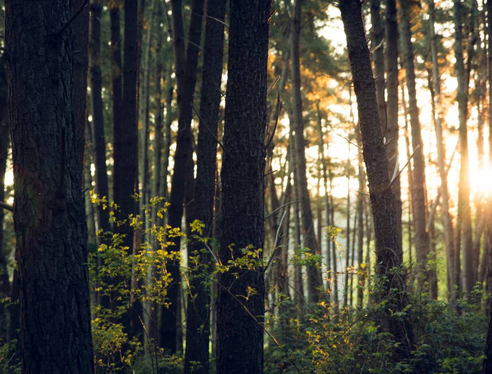 Sonne zwischen Baumstämmen im Wald