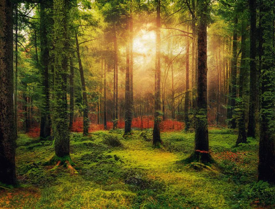 Sonnenuntergang durch die Baumstämme im Wald